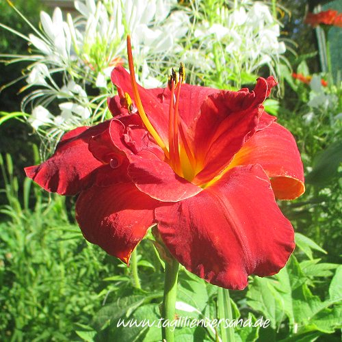 Foto der Tagliliensorte Chicago Firecracker